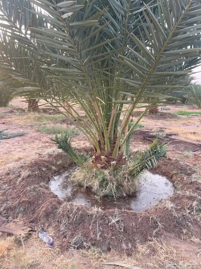 ودي برني فاخر للبيع 1