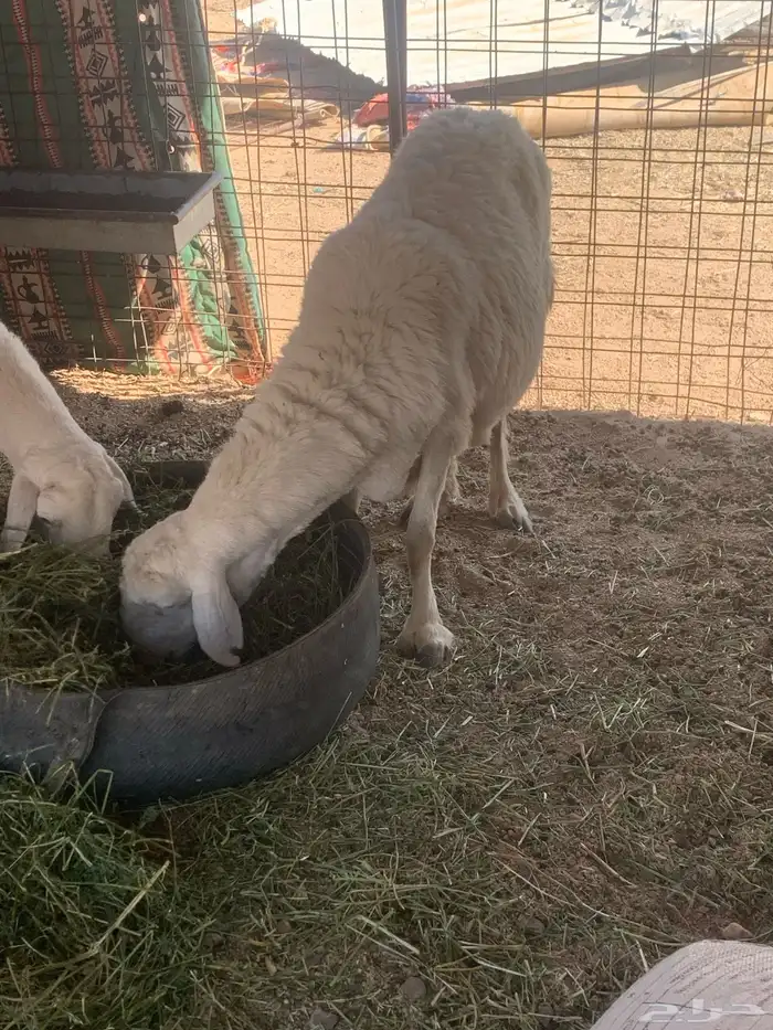 البيع غنام حريتا 3