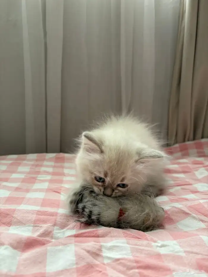 قطة همالايا فائقة الجمال للبيع 2
