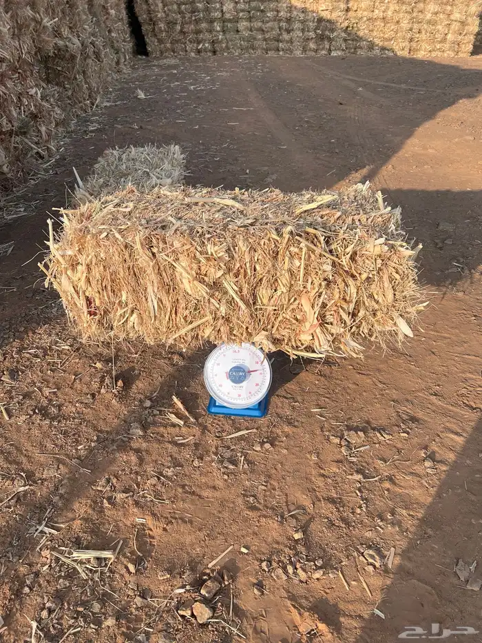 قصب ذره شاميه مخلوطه بحشايش شد جندير 2