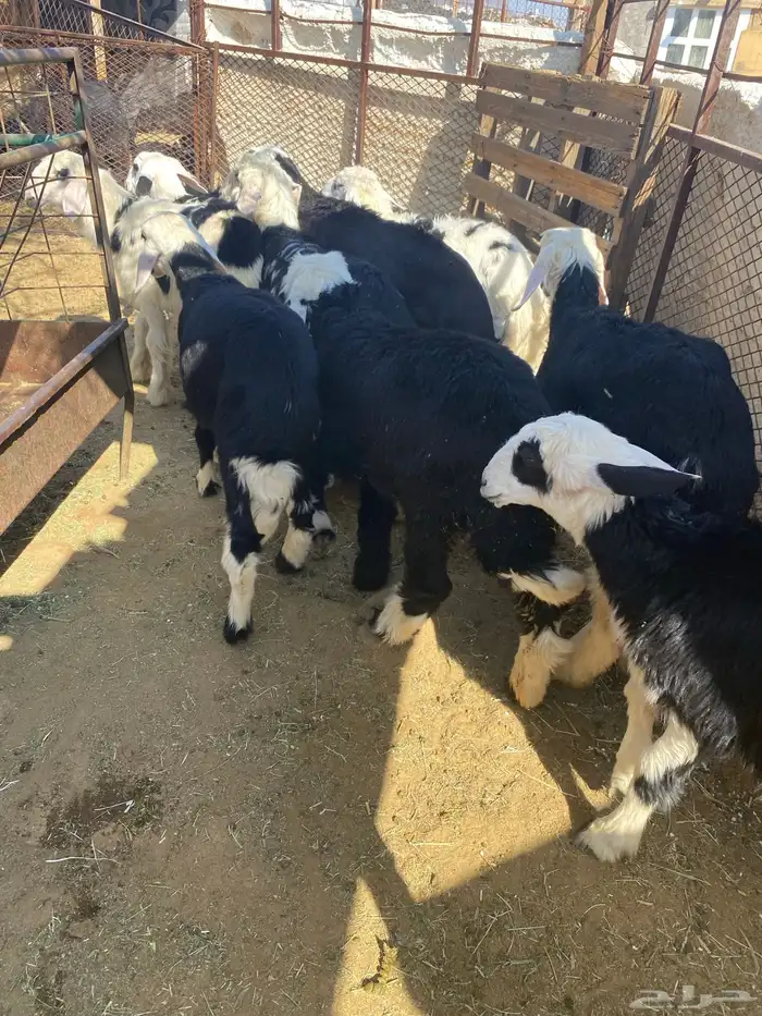 طليان ورخال ونجادا 0