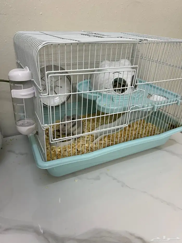 هامستر روسي للبيع العمر 3 شهور البيع مع القفص 2