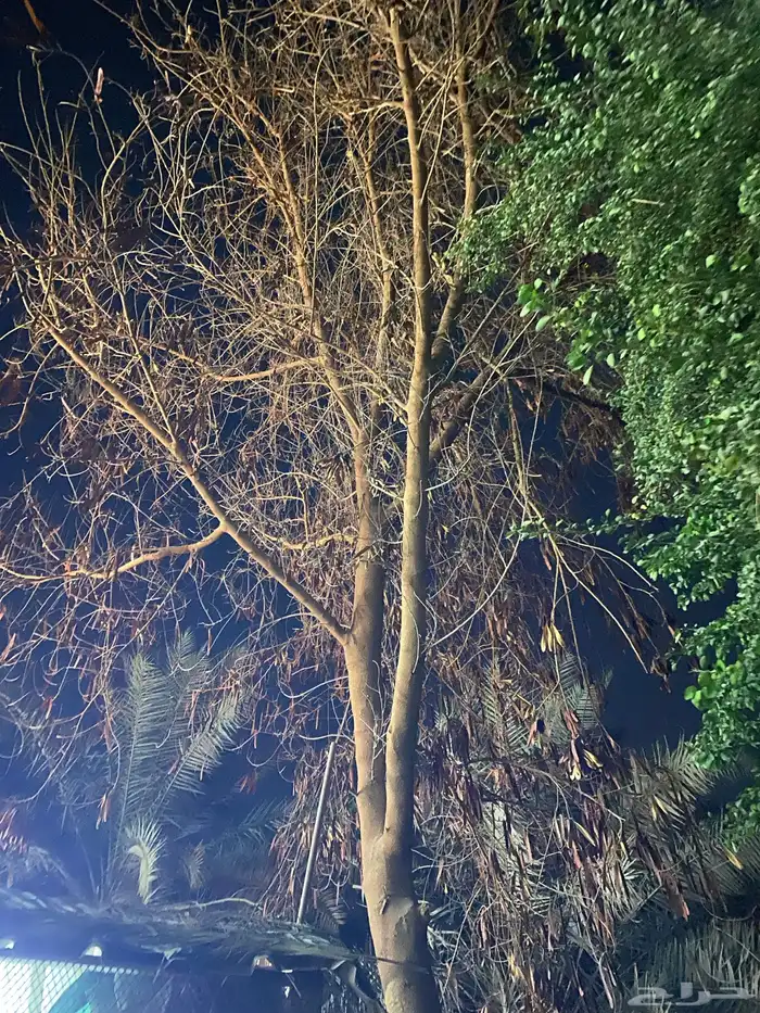 حطب من شجر النيم 0