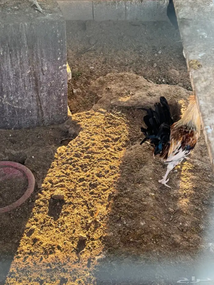 دجاج ودياكه 2