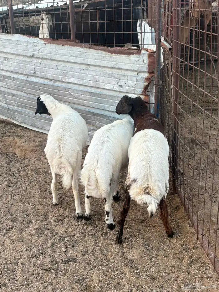 طليان للبيع 0