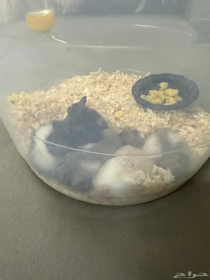 هامستر الفيه جدا  جدا 1