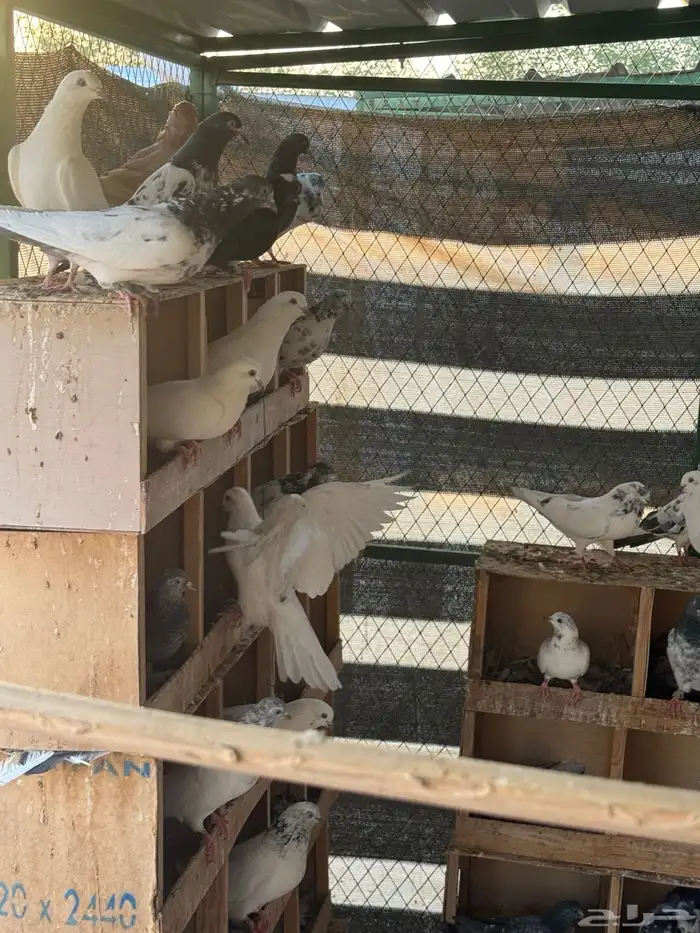 حمام باكستاني موضح طيرانه بالفيديو 9