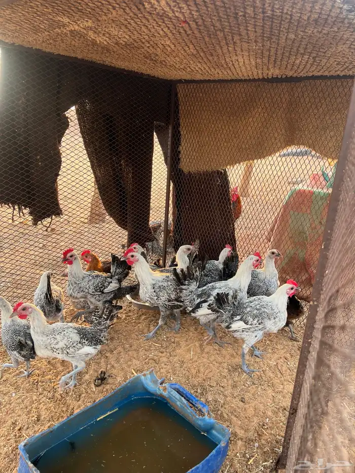 دجاج بلدي فيومي ابيض 0