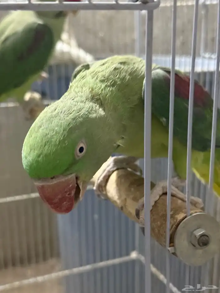 جوز نيبالي سوبر جامبو ( أليف ومتكلم ) 5