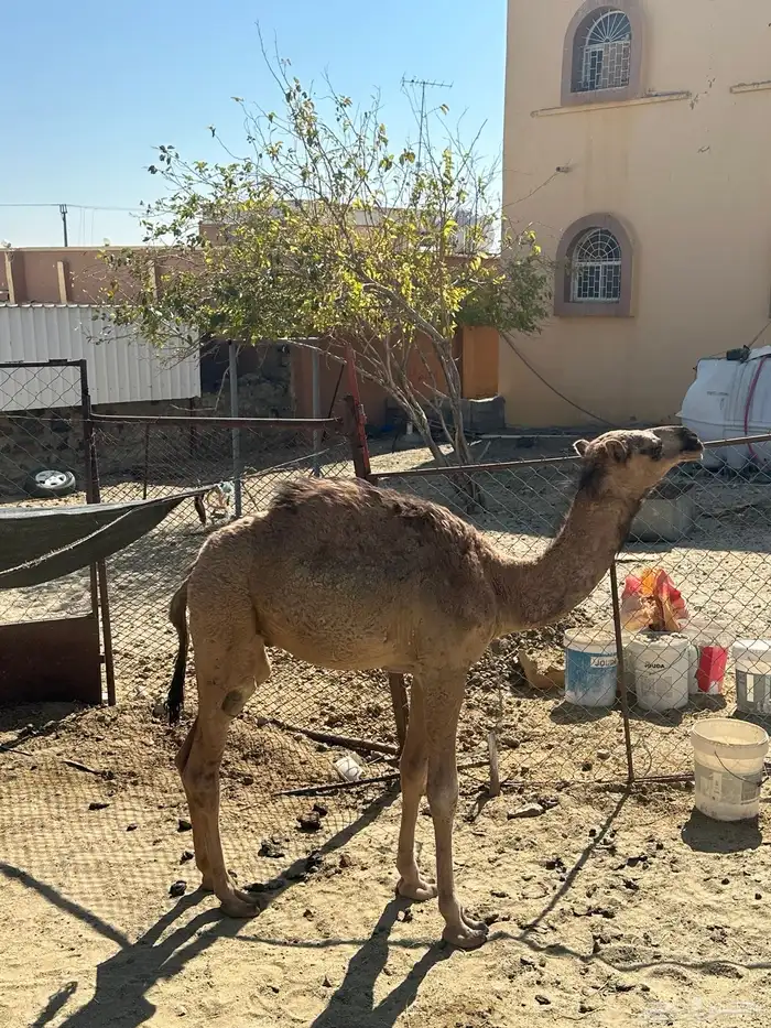 قعود كفو فلل شحم 0