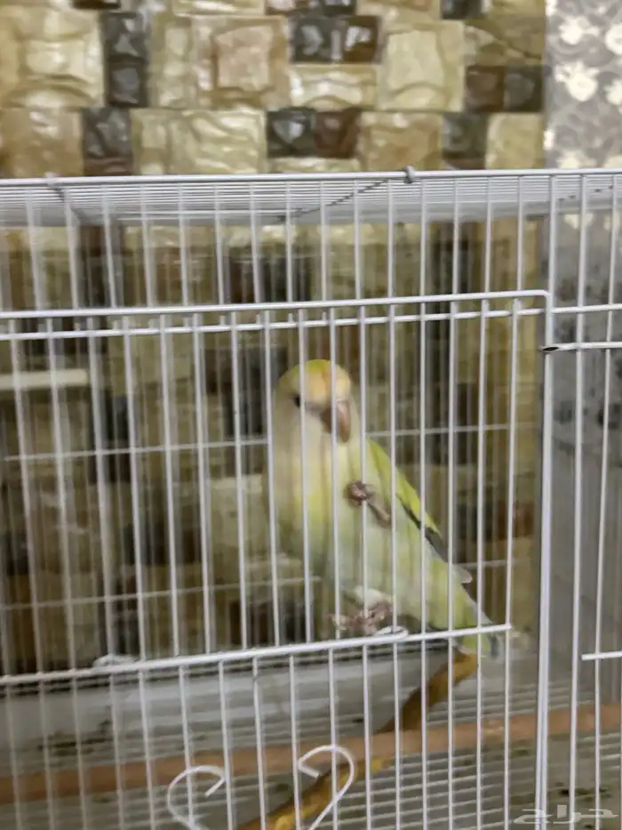 عصفور روز اليف للبيع 1