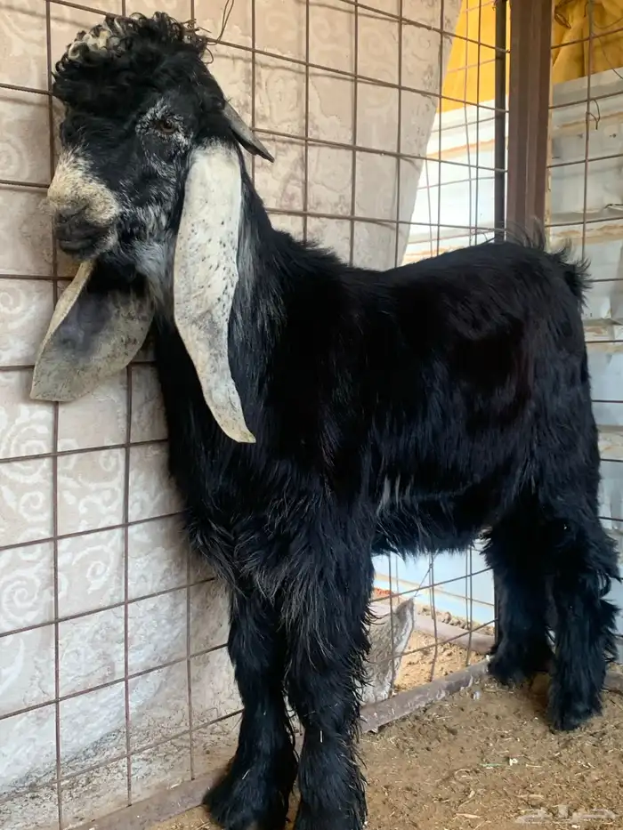 تيس عارضي خصم معرف تريف قوى العمر داخل سبع اشهر ملب وجباره 0