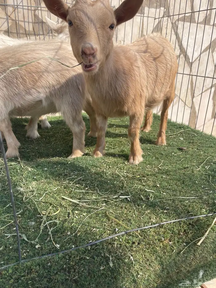 ماعز قزم اصل ودم صافي وبيور 7