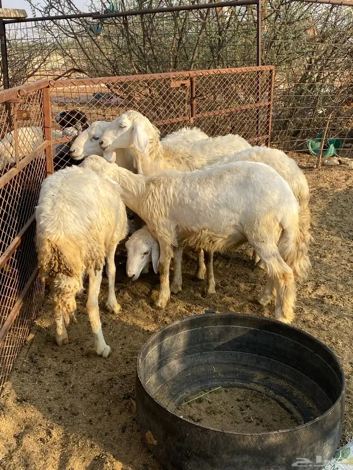 طليان ورخال 1