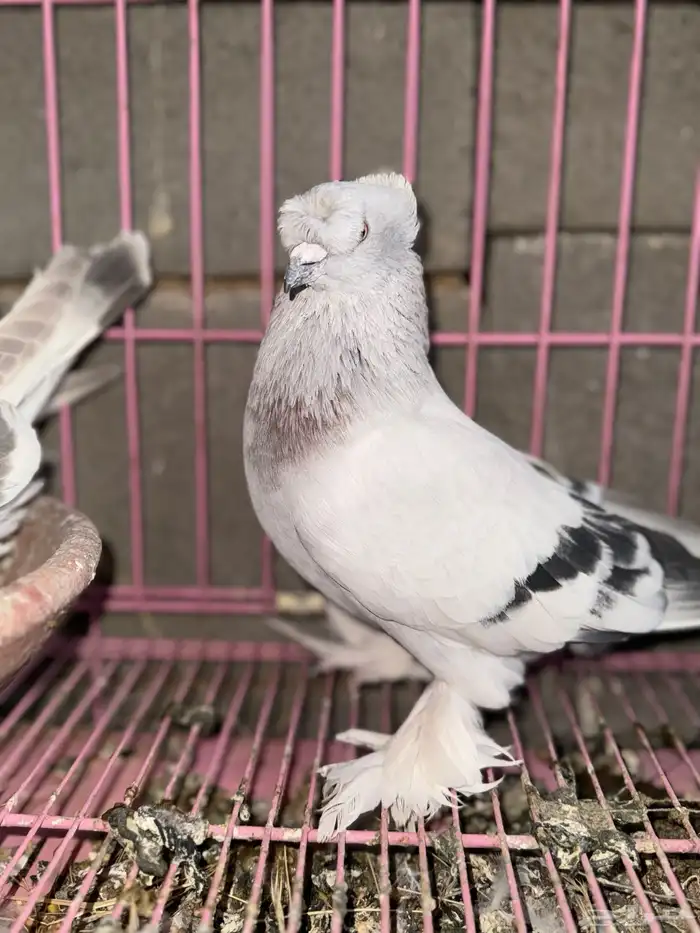 حمام تركي ثلجي منتج 3