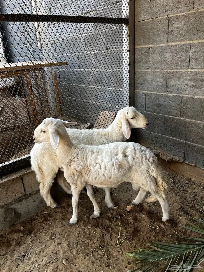 طليان للبيع 1