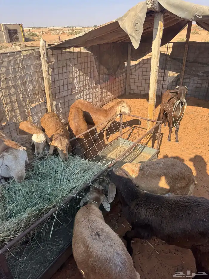 سواكن مرابي 0