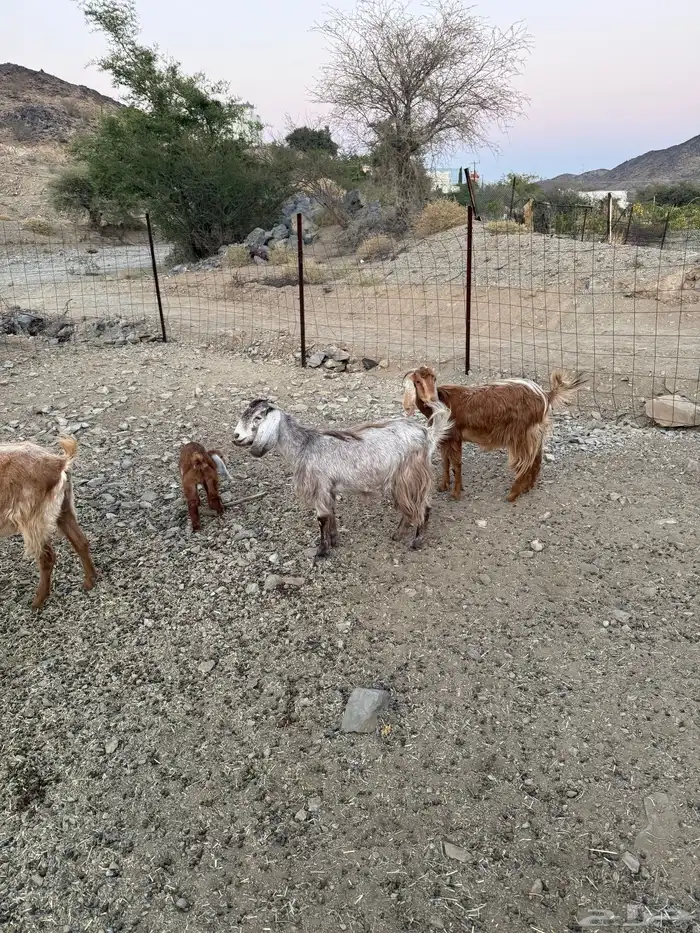 7 معزا للبيع 0