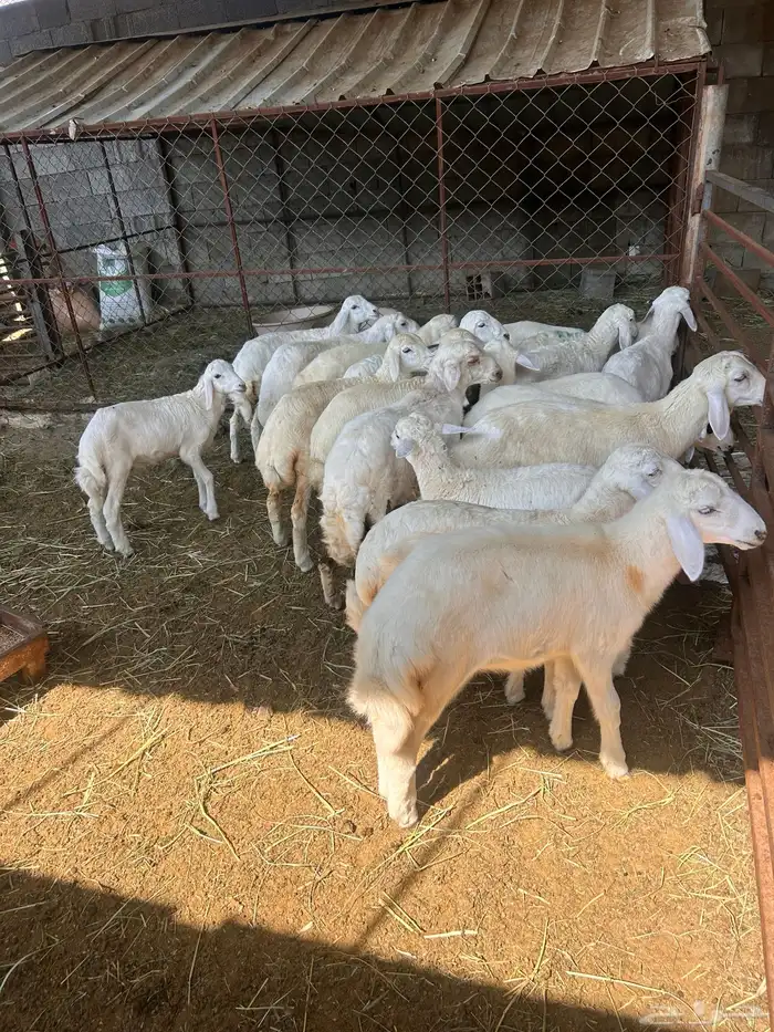 بهم للبيع العدد18 3