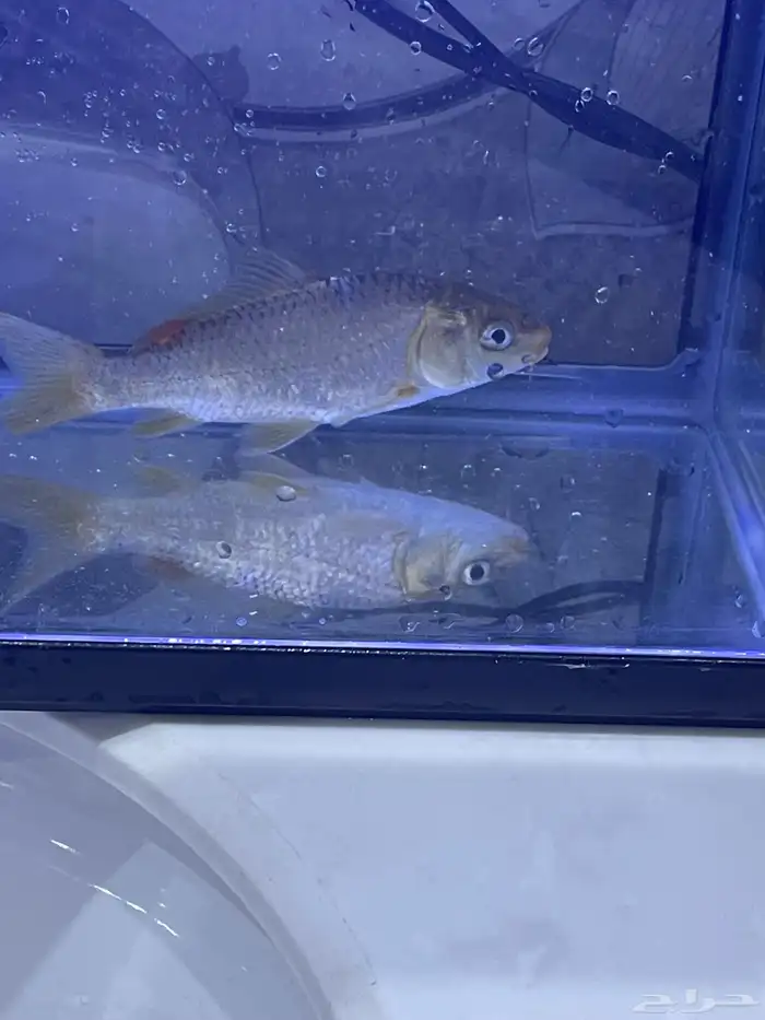 اسماك الزينه 1