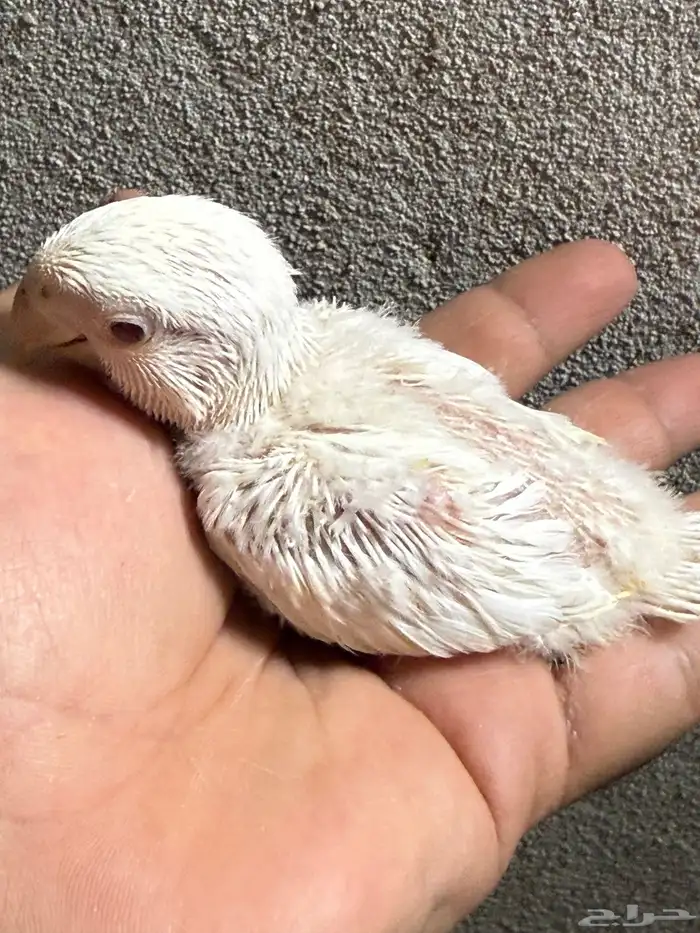 فروخ روز البينو عيون حمر العدد ( 6 ) 1