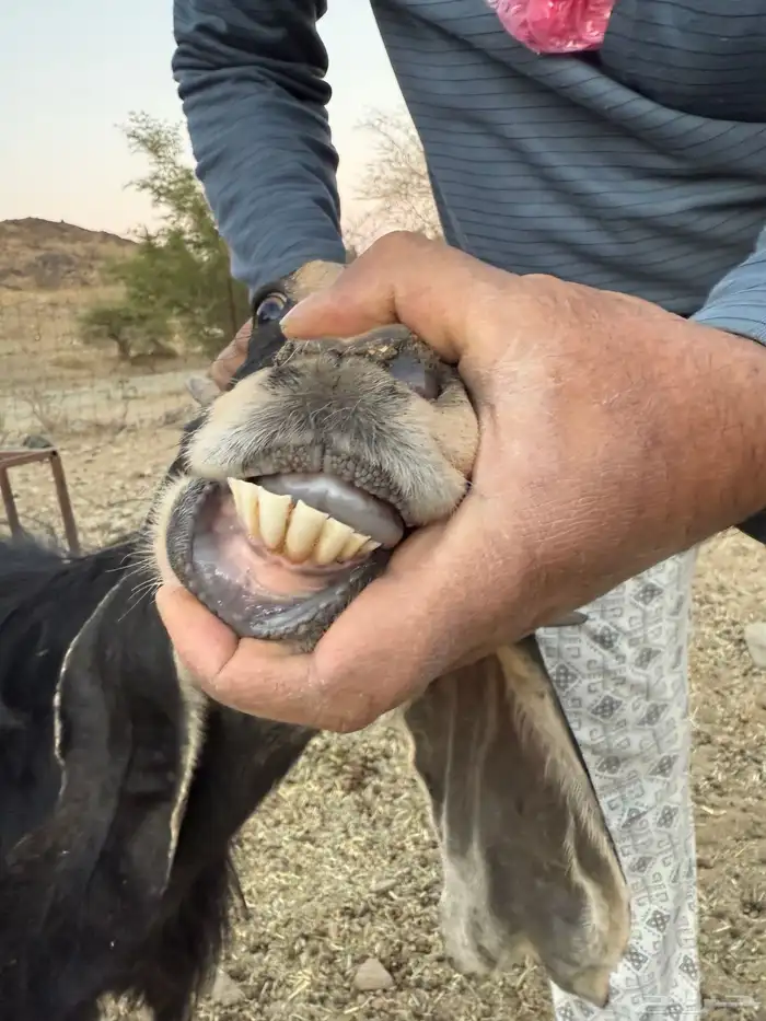 7 معزا للبيع 9