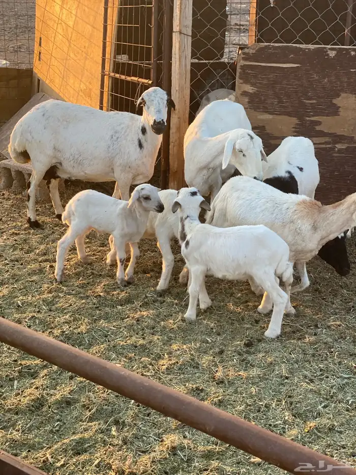 للبيع ضان رفيديات ثلاث ولد وحده دافع 1