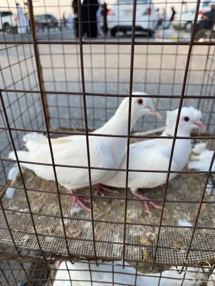 للبيع 6 حمام حبات ياكريم 0