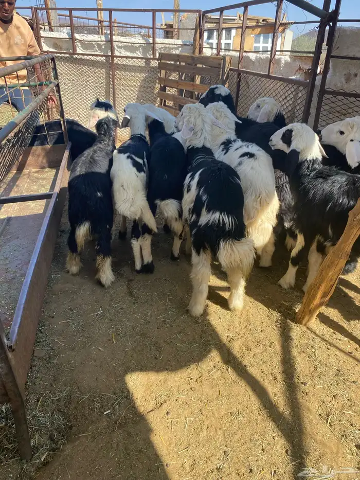 طليان ورخال ونجادا 3