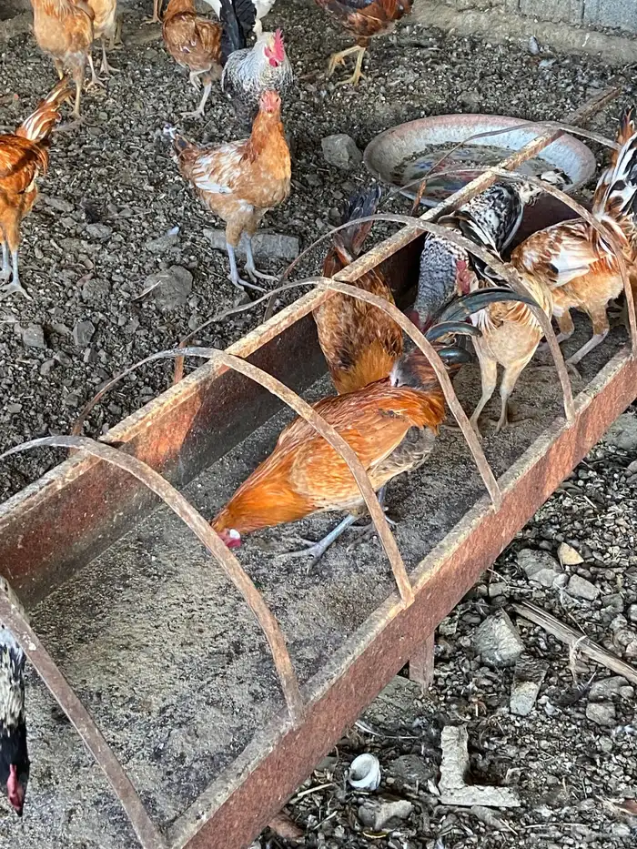 السلام عليكم نعرض لكم دياكه ذكور فيها تركي عربي بلدي للبيع 7