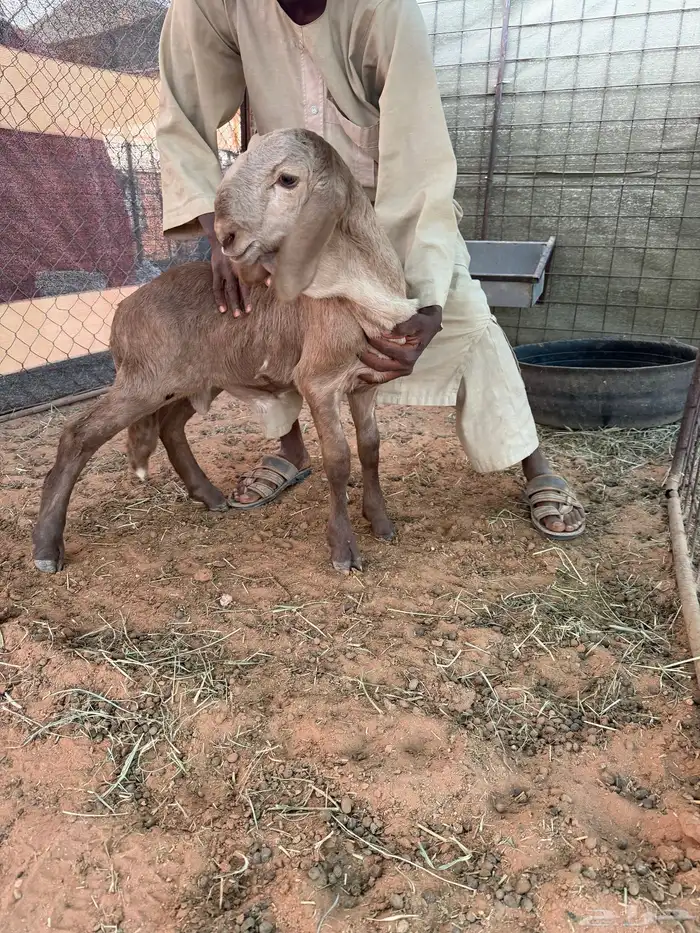 طلي صغير عمره شهر داغور ويصلح فحل 0