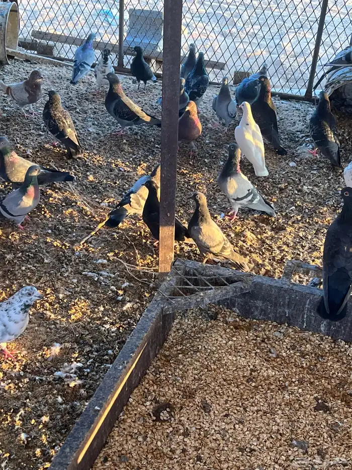 حمام للبيع 3