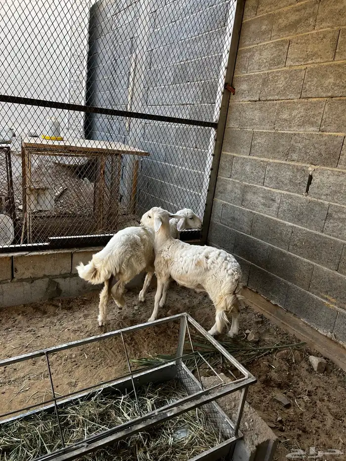 طليان للبيع 2