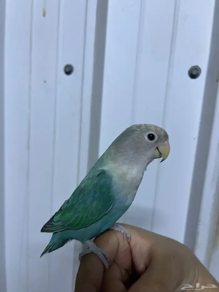 زوج روز اليف 1