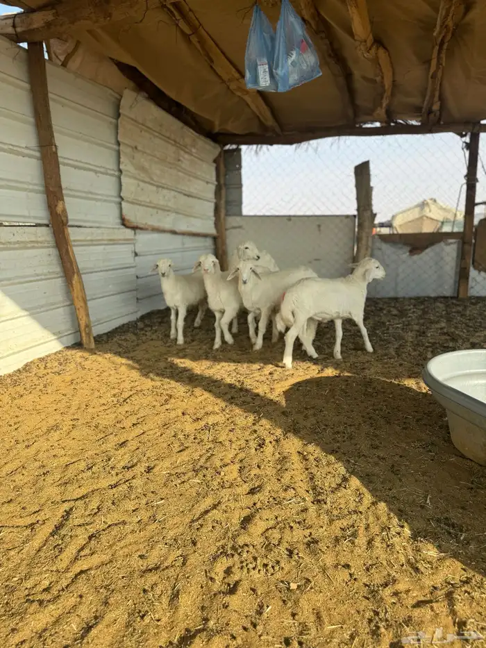 للبيع بهم حري خرفان 3