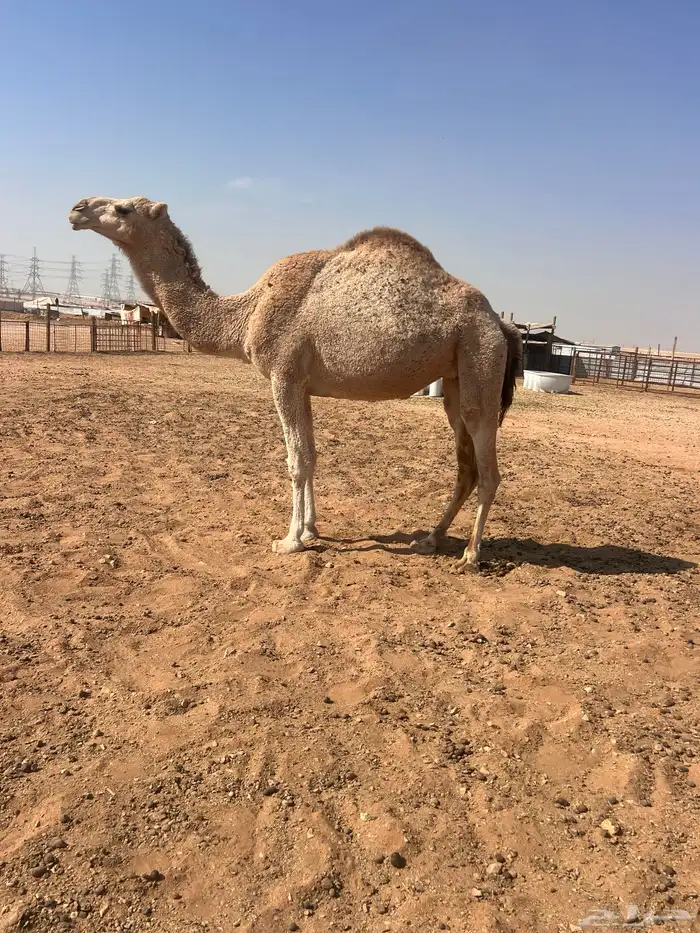 ضرايب للبيع 1