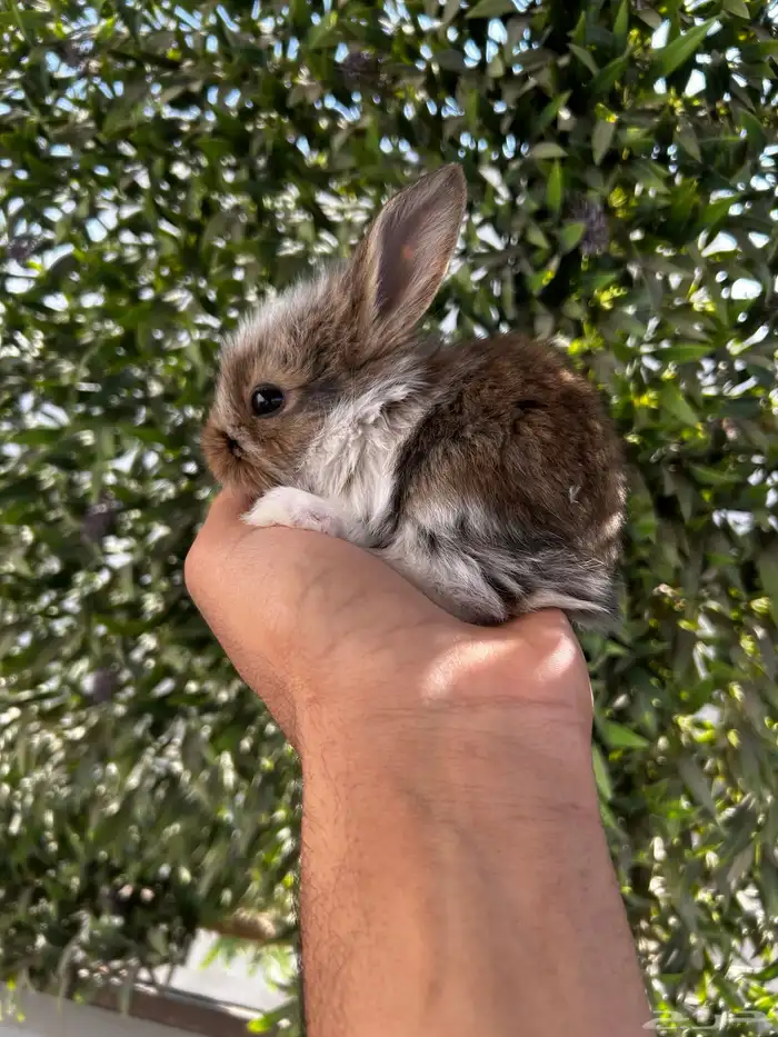 ارانب قزم كيوت و لطيفة و احجم صغيره 5