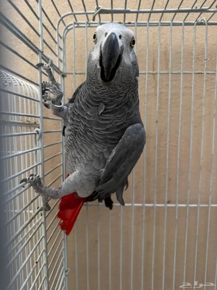 ذكر كاسكو منتج 0