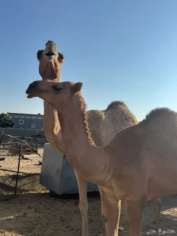 ناقة للبيع 0