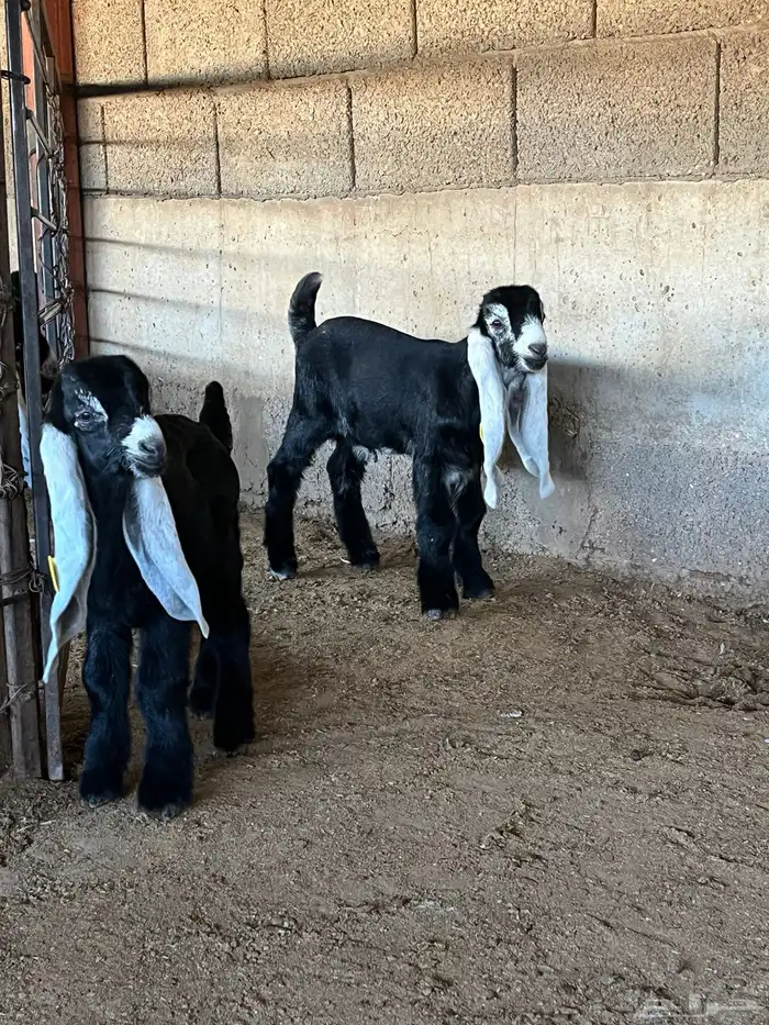 عنز عارضية صنف متبع 3