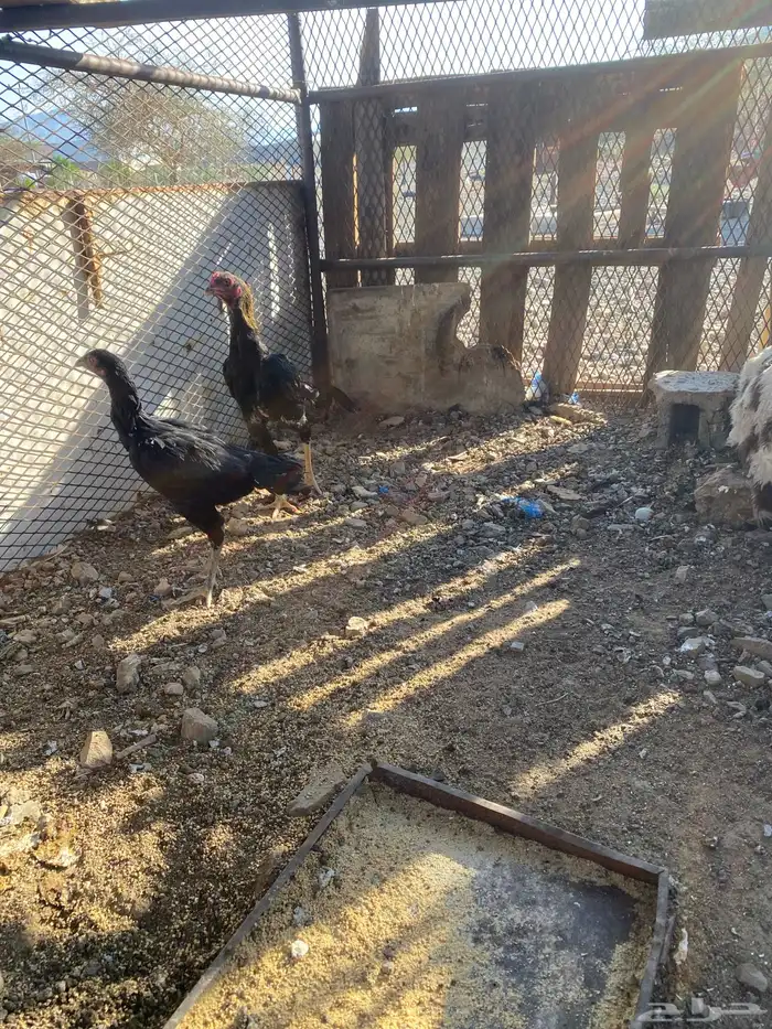 دجاج باكستاني 2