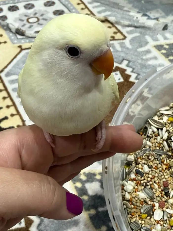 3 فروخ اينو على وشك فطام 7