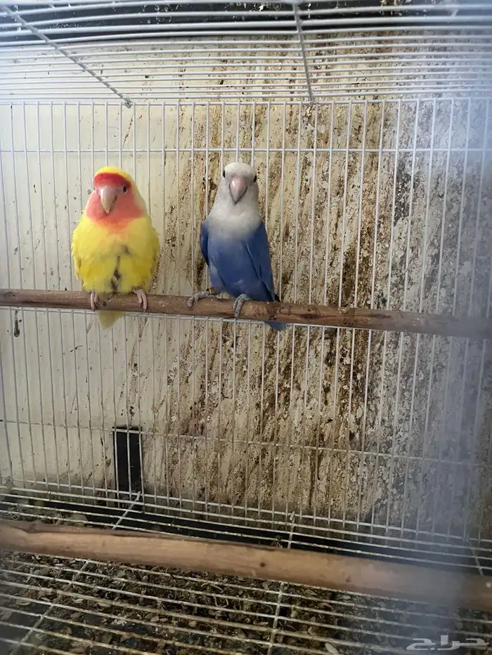 جوز روز صحة ونظافة على الشرط 1