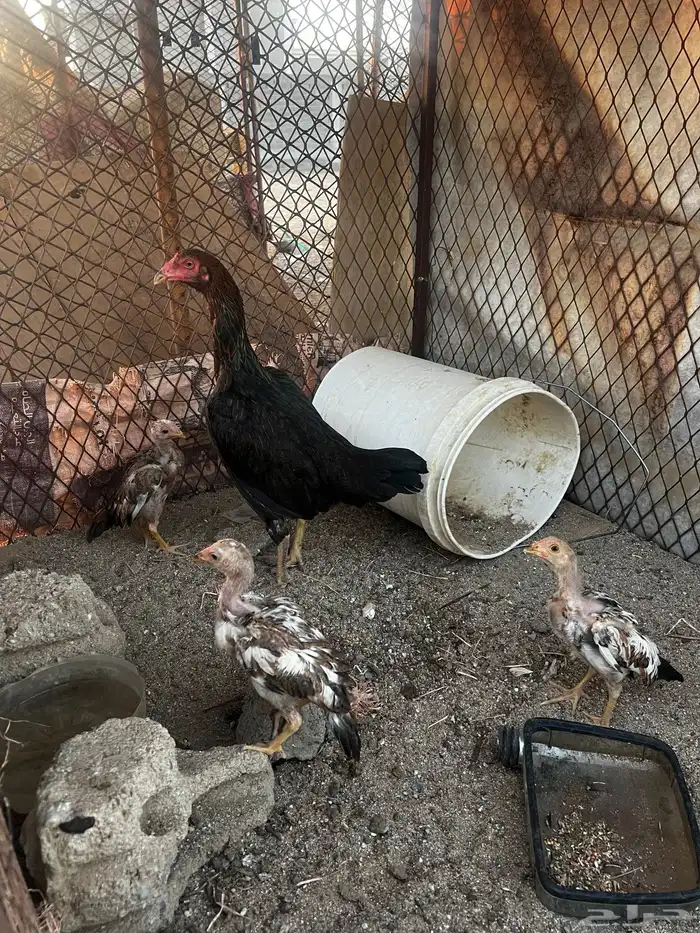 دجاجه باكستاني عليها 3 فروخ 0