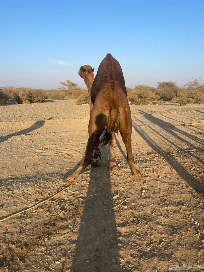 جمل احمر ادهم مشروط 2