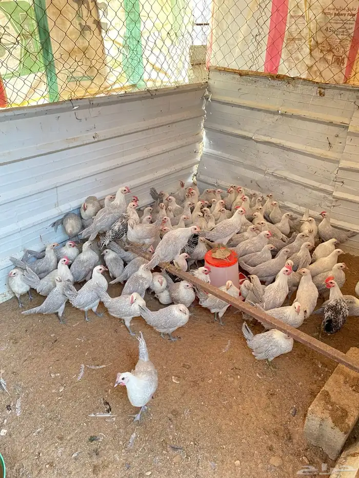 دجاج فيومي المنيوم 6