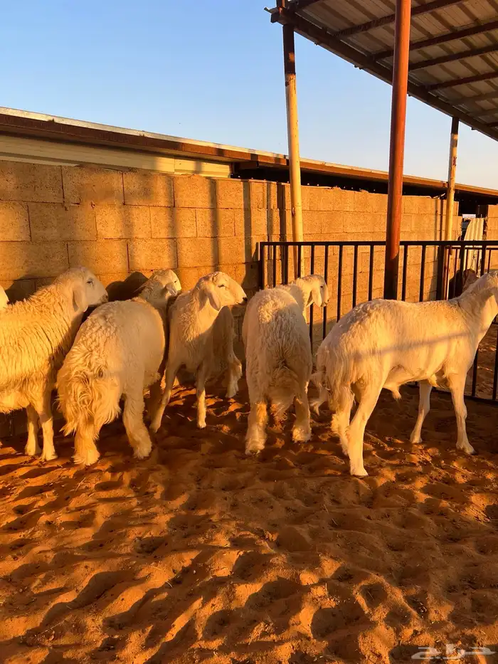 للبيع بهم حري فل شحم 1