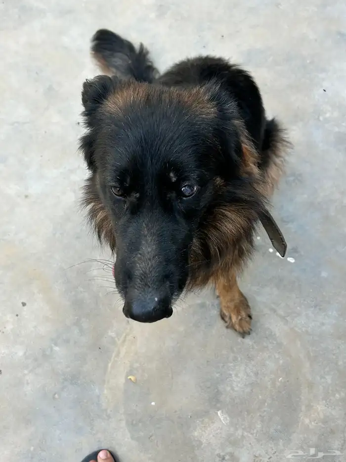 كلب جيرمن للبيع 1