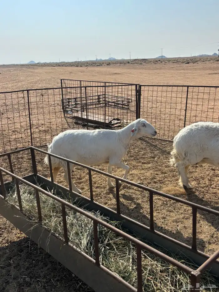 شياه 3 مقرعات 3