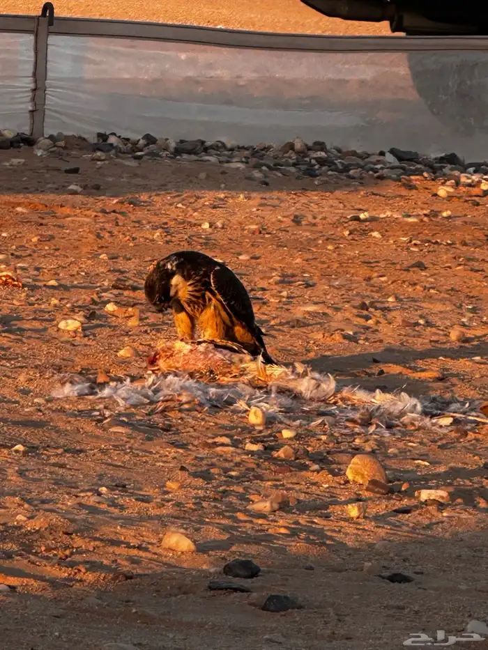 بكه او جليميه 4